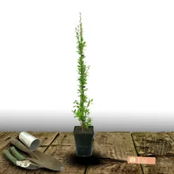 PLANTES AVENUE - Baie de goji barbarum/[-]pot de 3l - echelle bambou 60/120 cm