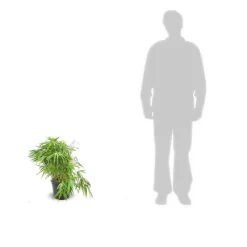 PLANTES AVENUE - Bambou non traçant/[-]pot de 4l - 40/60 cm