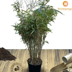 PLANTES AVENUE - Bambou non traçant/[-]pot de 7,5l - 60/80 cm