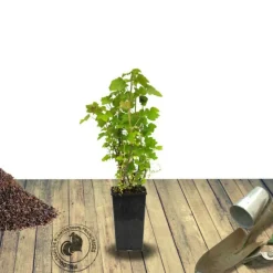 PLANTES AVENUE - Caseille josta/[-]pot de 3l - 30/60 cm