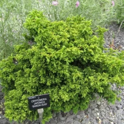 PLANTES AVENUE - Cèdre du japon bandai sugi/[-]pot de 5l - 40/60 cm