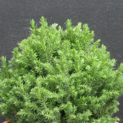 PLANTES AVENUE - Cèdre du japon little champion/[-]pot de 3l - 40/60 cm