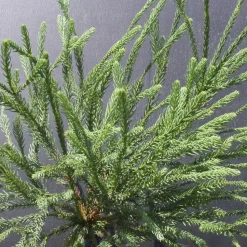 PLANTES AVENUE - Cèdre du japon araucarioides/[-]pot de 3l - 40/60 cm