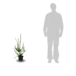 PLANTES AVENUE - Cèdre du japon araucarioides/[-]pot de 5l - 40/60 cm