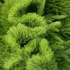 PLANTES AVENUE - Cèdre du japon cristata/[-]pot de 7,5l - 40/60 cm