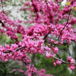 PLANTES AVENUE - Cercis, gainier silicastre, arbre de judée/[-]pot de 7,5l - 60/80 cm