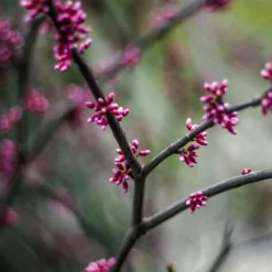 PLANTES AVENUE - Cercis, gainier silicastre, arbre de judée/[-]pot de 7,5l - 60/80 cm
