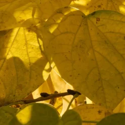 PLANTES AVENUE - Cercis, gainier silicastre, arbre de judée/[-]pot de 7,5l - 60/80 cm