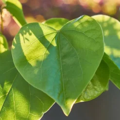 PLANTES AVENUE - Cercis, gainier silicastre, arbre de judée/[-]pot de 7,5l - 60/80 cm