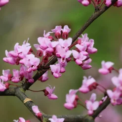 PLANTES AVENUE - Cercis, gainier silicastre, arbre de judée/[-]pot de 7,5l - 60/80 cm