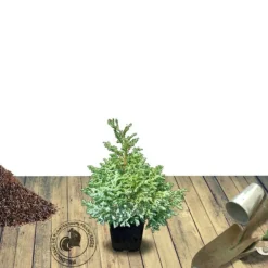 PLANTES AVENUE - Chamaecyparis pisifera 'boulevard'/[-]pot de 7,5l - 40/60 cm