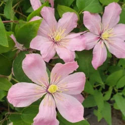 PLANTES AVENUE - Clématite ai-nor/[-]pot de 1,5l - tuteur bambou 30/60 cm