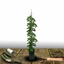 PLANTES AVENUE - Clématite stella bella® 'so23005'/[-]pot de 2l - tuteur bambou 60/90 cm