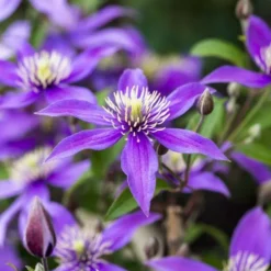 PLANTES AVENUE - Clématite stella bella® 'so23005'/[-]pot de 2l - tuteur bambou 60/90 cm