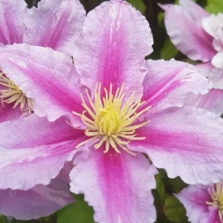 PLANTES AVENUE - Clématite pamina/[-]pot de 1,5l - tuteur bambou 30/60 cm