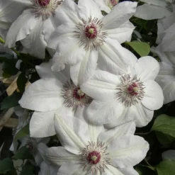 PLANTES AVENUE - Clématite miss bateman/[-]pot de 3l - echelle bambou 60/120 cm