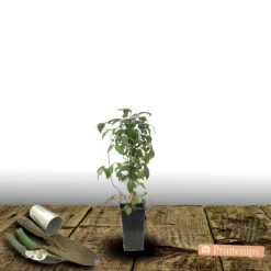 PLANTES AVENUE - Clématite montana mayleen/[-]pot de 1,5l - tuteur bambou 30/60 cm