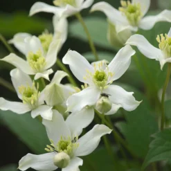 PLANTES AVENUE - Clématite montana wilsonii/[-]pot de 1,5l - tuteur bambou 30/60 cm