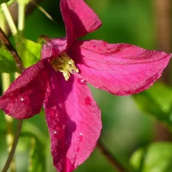 PLANTES AVENUE - Clématite viticella rubra/[-]pot de 1,5l - tuteur bambou 30/60 cm