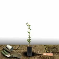 PLANTES AVENUE - Clématite viticella rubra/[-]pot de 1,5l - tuteur bambou 30/60 cm