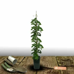 PLANTES AVENUE - Clématite viticella glorious® red 'zo23015'/[-]pot de 2l - tuteur bambou 60/90 cm