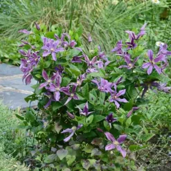 PLANTES AVENUE - Clématite saphyra® estrella 'cleminov27'/[-]pot de 1,5l - tuteur bambou 30/60 cm