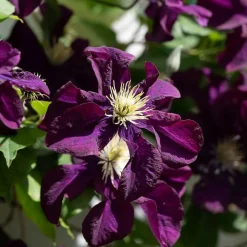 PLANTES AVENUE - Clématite the heroes of warsaw/[-]pot de 1,5l - tuteur bambou 30/60 cm