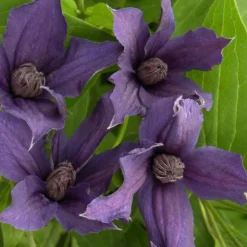 PLANTES AVENUE - Clématite saphyra® violetta 'm32-10'/[-]pot de 1,5l - tuteur bambou 30/60 cm