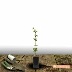 PLANTES AVENUE - Clématite saphyra® violetta 'm32-10'/[-]pot de 1,5l - tuteur bambou 30/60 cm