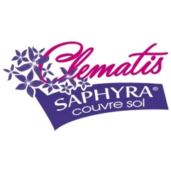 PLANTES AVENUE - Clématite saphyra® violetta 'm32-10'/[-]pot de 1,5l - tuteur bambou 30/60 cm