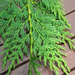 PLANTES AVENUE - Cyprès de leyland/[-]pot de 7,5l - 40/60 cm