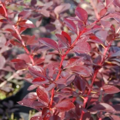 PLANTES AVENUE - Epine-vinette auricoma/[-]pot de 4l - 20/40 cm