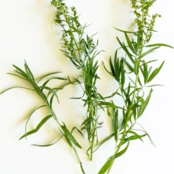 PLANTES AVENUE - Estragon - prêt à consommer/[-]pot de 1,5l - 10/20 cm