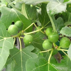 PLANTES AVENUE - Figuier madeleine des 2 saisons/[-]pot de 3l - 30/60 cm