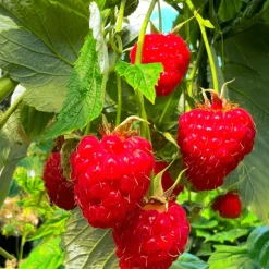 PLANTES AVENUE - Framboisier frambélise®/[-]pot de 3l - 30/60 cm