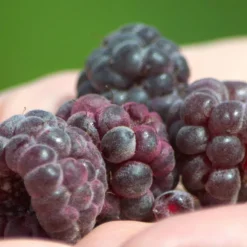 PLANTES AVENUE - Framboisier autumn passion®/[-]pot de 3l - 30/60 cm