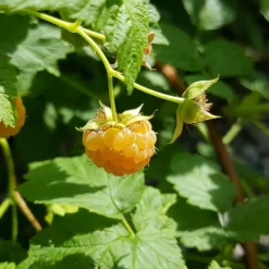 PLANTES AVENUE - Framboisier goodasgold®/[-]pot de 3l - 30/60 cm