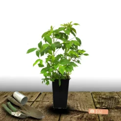PLANTES AVENUE - Framboisier goodasgold®/[-]pot de 3l - 30/60 cm