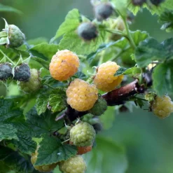 PLANTES AVENUE - Framboisier promyk/[-]pot de 5l - 40/80 cm