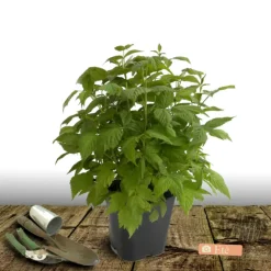 PLANTES AVENUE - Framboisier promyk/[-]pot de 5l - 40/80 cm