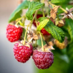 PLANTES AVENUE - Framboisier autumn happy®/[-]pot de 3l - 30/60 cm