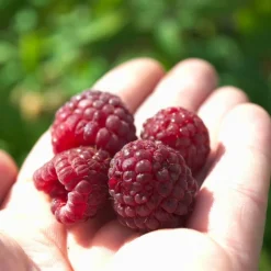 PLANTES AVENUE - Framboisier heritage/[-]pot de 5l - 40/80 cm