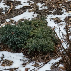 PLANTES AVENUE - Genévrier écailleux blue star/[-]pot de 5l - 40/60 cm