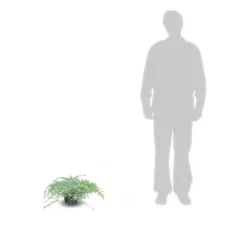 PLANTES AVENUE - Genévrier écailleux blue carpet/[-]pot de 3l - 20/40 cm