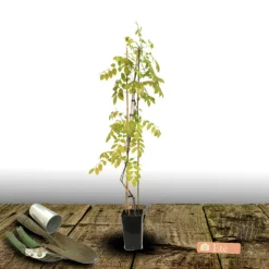 PLANTES AVENUE - Glycine du japon ed's blue®/[-]pot de 3l - echelle bambou 60/120 cm