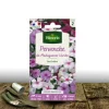 PLANTES AVENUE - Graines de pervenche de madagascar - vilmorin/[-]sachet