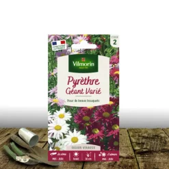 PLANTES AVENUE - Graines de pyrèthre géant varié - vilmorin/[-]sachet