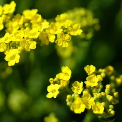 PLANTES AVENUE - Graines de corbeille d'or - vilmorin/[-]sachet