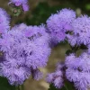 PLANTES AVENUE - Graines d'ageratum roi des bleus - vilmorin/[-]sachet