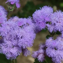 PLANTES AVENUE - Graines d'ageratum roi des bleus - vilmorin/[-]sachet